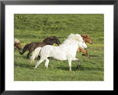 Icelandic Horses Running Across Meadow, Iceland by Mark Hamblin Pricing Limited Edition Print image