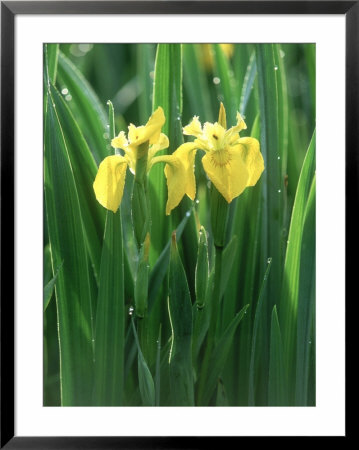 Yellow Iris, Caithness, Scotland by Iain Sarjeant Pricing Limited Edition Print image