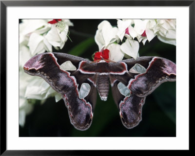 Atlas Moth, Attacus Atlas, Indonesia by Robert Franz Pricing Limited Edition Print image