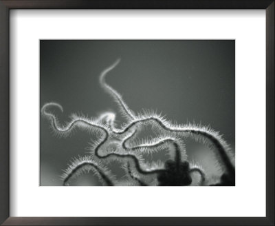 Furry Tentacles by Henry Horenstein Pricing Limited Edition Print image