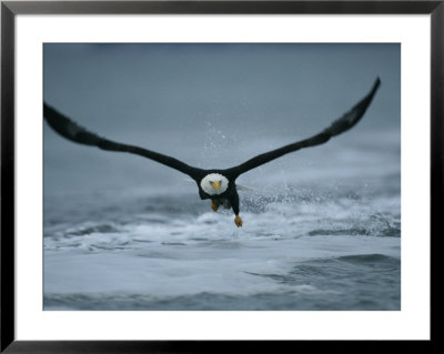 An American Bald Eagle In Flight Close To Waters Surface by Klaus Nigge Pricing Limited Edition Print image
