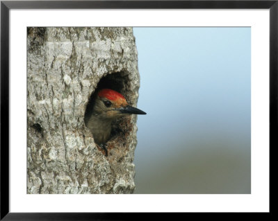 Red-Bellied Woodpecker Looks Out From Its Nest by Klaus Nigge Pricing Limited Edition Print image