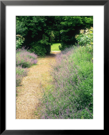 Climber Camouflage, Rosa & Nepeta Six Hills Giant In Border, Hadspen Garden, Somerset by Mark Bolton Pricing Limited Edition Print image