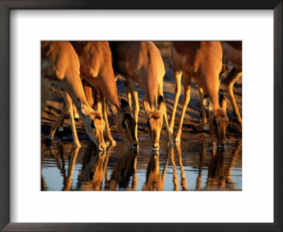 Female Impalas Drink At A Watering Hole by Beverly Joubert Pricing Limited Edition Print image