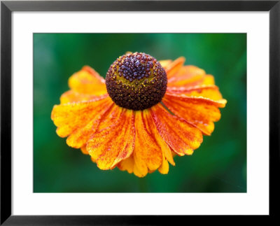 Helenium Sahins Early Flowerer by Lynn Keddie Pricing Limited Edition Print image