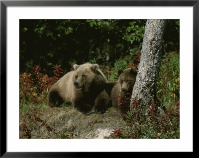 An Alaskan Brown Bear And Her Cub At Rest On The Edge Of A Wood by Roy Toft Pricing Limited Edition Print image