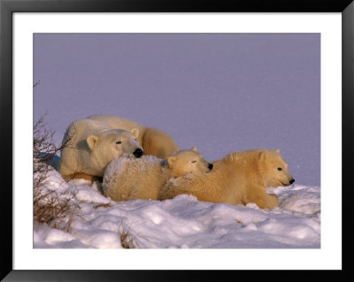 A Mother Polar Bear Rests With Her Cubs by Paul Nicklen Pricing Limited Edition Print image