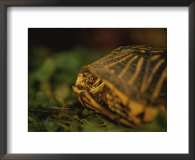A Nervous Ornate Box Turtle Retreats Into Its Shell by Joel Sartore Pricing Limited Edition Print image