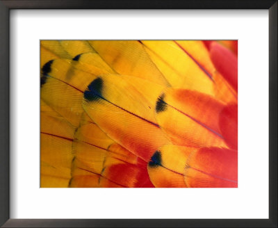 Detail Of Macaw Feathers From The Tambopata Candamo National Park, Amazonas, Peru by Alfredo Maiquez Pricing Limited Edition Print image