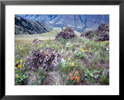 Arrowleaf Balsamroot And Indian Paintbrush, Imnaha River Canyon Rim, Oregon, Usa by William Sutton Pricing Limited Edition Print image