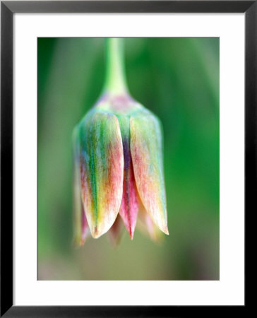 Allium Nectaroscordum, Extreme Close-Up Of Individual Flower by Lynn Keddie Pricing Limited Edition Print image