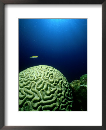 Common Brain Coral, Close-Up, Caribbean by Aldo Brando Pricing Limited Edition Print image
