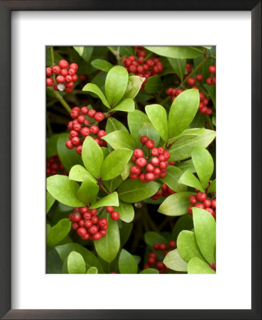 Skimmia Reevesiana, Clusters Of Red Berries by Mark Bolton Pricing Limited Edition Print image