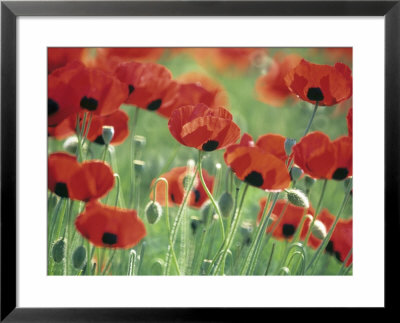 Papaver Commutatum Ladybird (Poppy) by Hemant Jariwala Pricing Limited Edition Print image