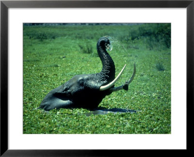 Elephants, Male Eb Swimming, Kenya by Martyn Colbeck Pricing Limited Edition Print image