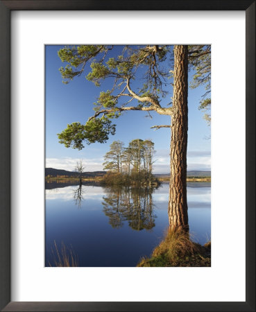 Island Of Scots Pines Reflected In Loch Mallachie, Scotland by Mark Hamblin Pricing Limited Edition Print image