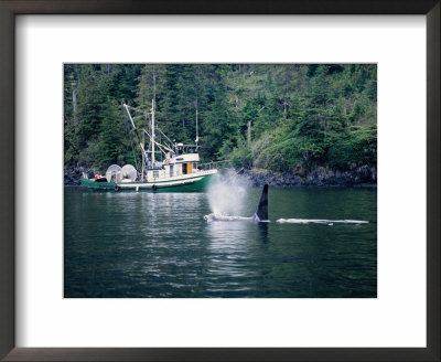 Killer Whale, Male At Surface, Bc, Canada by Gerard Soury Pricing Limited Edition Print image