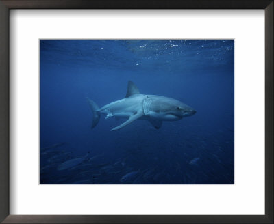 Great White Shark, Swimming, South Australia by Gerard Soury Pricing Limited Edition Print image