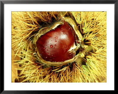 Sweet Chestnut, Chestnut Seed In Fruit Casing, France by Mark Hamblin Pricing Limited Edition Print image