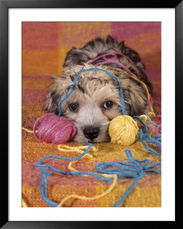 Puppy Tangled In Yarn by Richard Stacks Pricing Limited Edition Print image