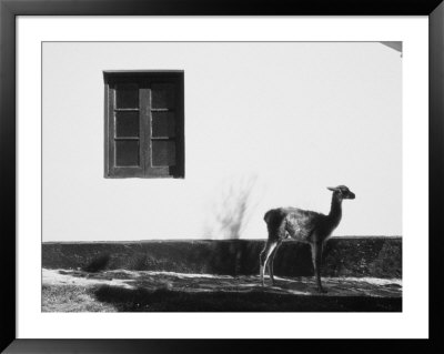 Baby Guanaco, Patagonia, Argentina by Walter Bibikow Pricing Limited Edition Print image