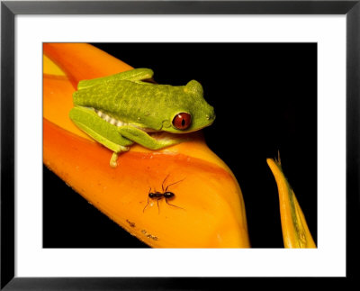 Red-Eyed Tree Frog On Haliconia Flower With An Ant, Costa Rica by Roy Toft Pricing Limited Edition Print image