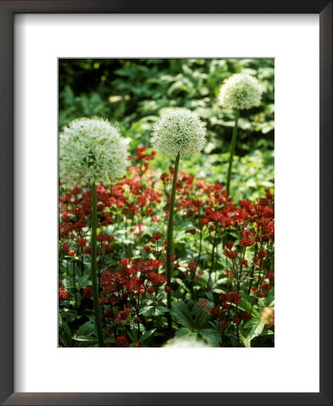 Ornamental Onion And Ruby Wedding by Pernilla Bergdahl Pricing Limited Edition Print image