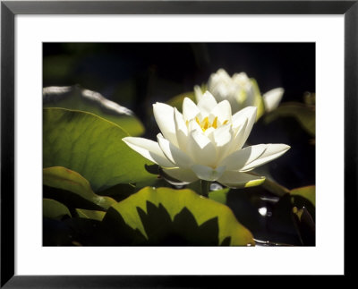 Nymphaea Gladstoneana (Water Lily) by Hemant Jariwala Pricing Limited Edition Print image