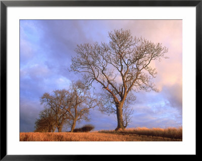 Ash, Trees In Hedge Line, Angus, Scotland by Niall Benvie Pricing Limited Edition Print image