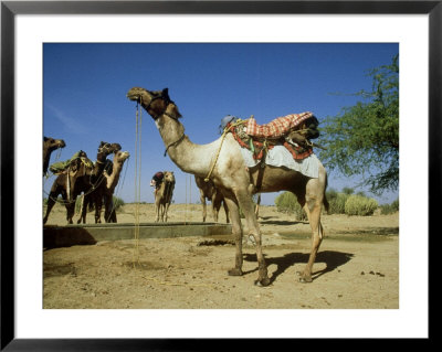 Domestic Camels, Thar Desert, India by Paul Franklin Pricing Limited Edition Print image