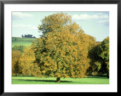Horse Chestnut In Autumn, Uk by Mike England Pricing Limited Edition Print image
