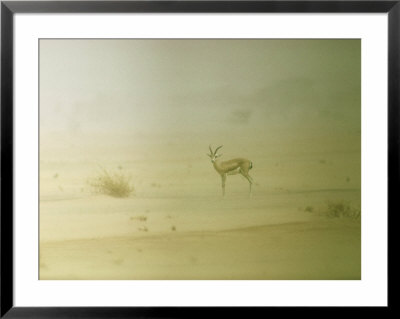 Dorcas Gazelle In Sandstorm, Niger by Waina Cheng Pricing Limited Edition Print image