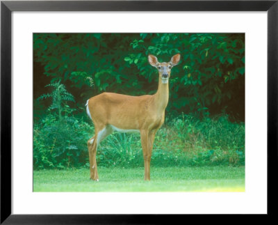 White-Tailed Deer, Standing On Open Ground Just Outside Wood, Massachusetts by David Boag Pricing Limited Edition Print image