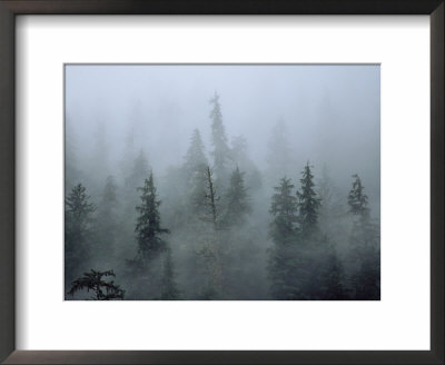 Fog Shrouds Tall Evergreens At Misty Fjord National Monument by Bill Curtsinger Pricing Limited Edition Print image