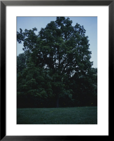 Lightning Bugs Flash In A Field On A Summer Afternoon by Taylor S. Kennedy Pricing Limited Edition Print image