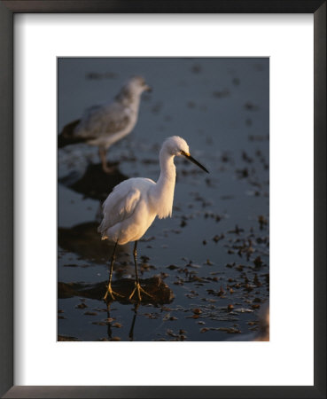 A Snowy Egret Standing On A Submerged Log Watches For Prey by Tom Murphy Pricing Limited Edition Print image