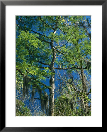 Spanish Moss Hangs From The Branches Of A Tree by Raymond Gehman Pricing Limited Edition Print image