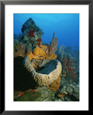 A View Of A Colorful Reef by Raul Touzon Pricing Limited Edition Print image