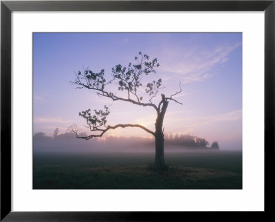 Tree Silhouetted In The Early Morning Mist by Mark Thiessen Pricing Limited Edition Print image