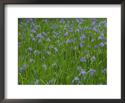 Beautiful Picture Of Irises In Bloom At The Ohta Shrine by George F. Mobley Pricing Limited Edition Print image