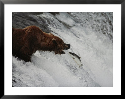 A Grizzly Bear Prepares To Snatch A Leaping Salmon Out Of A Waterfall by Joel Sartore Pricing Limited Edition Print image