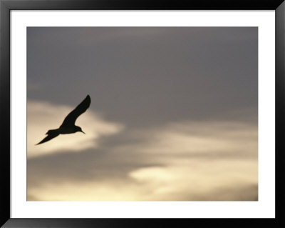 Flying Seagull In Silhouette by Raul Touzon Pricing Limited Edition Print image