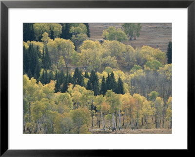 A Stand Of Aspen And Evergreen Trees by Tom Murphy Pricing Limited Edition Print image