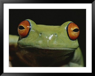 Colorful Close View Of Red-Eyed Tree Frog by Jason Edwards Pricing Limited Edition Print image
