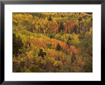 Elevated Autumnal View Of A Forest by Raul Touzon Pricing Limited Edition Print image