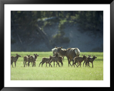 Cow Elk With Calves, Madison River Valley by Raymond Gehman Pricing Limited Edition Print image