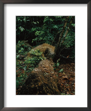 Male Jaguar Taken By A Camera Trap by Steve Winter Pricing Limited Edition Print image