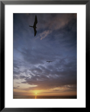 Birds Float On The Breeze Over The Water At Sunset by Michael Melford Pricing Limited Edition Print image