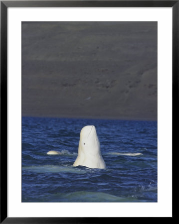 A Beluga Whale Lifts Head Out Of Water And Spy Hops To Get A View by Norbert Rosing Pricing Limited Edition Print image