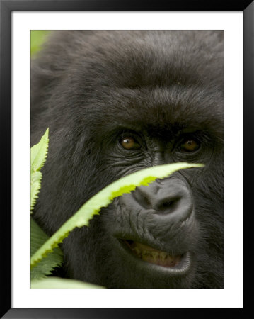 Mountain Gorilla (Gorilla Gorilla Berengei)Showing Teeth, With Leaves by Roy Toft Pricing Limited Edition Print image